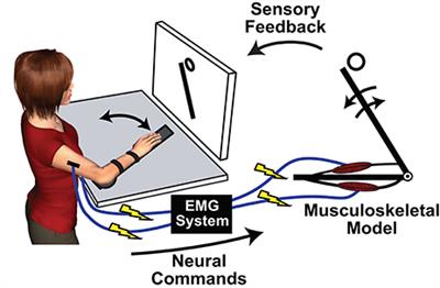 Elucidating Sensorimotor Control Principles with Myoelectric Musculoskeletal Models